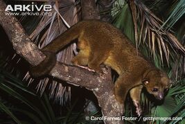 Kinkajou.jpg