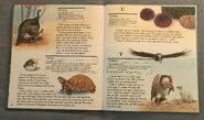 My First Book of Animals from A to Z (28)