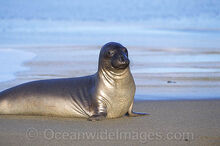 Northern-elephant-seal-54M1431-28.jpg