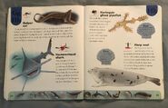Ocean Life Dictionary (9)