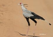 Secretary Bird.jpg