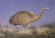 South Island Giant Moa as Struthiomimus