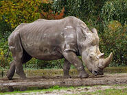 Southern White Rhinoceros