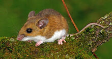 14NATURE-tmagArticle.jpg