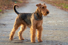 Airedale-Terrier-5.jpg