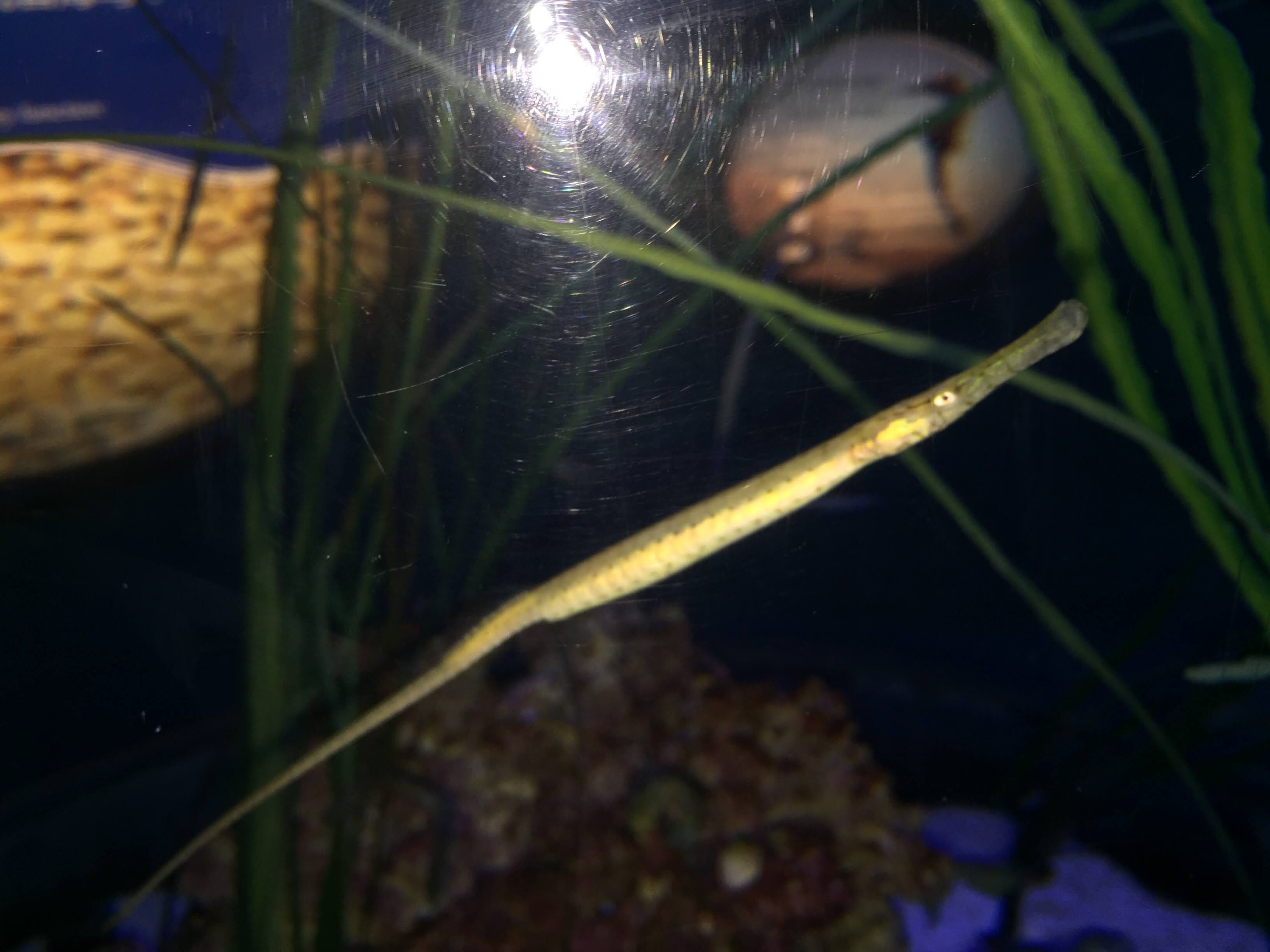 Alligator Pipefish.jpg