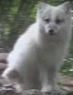 Cincinnati Zoo Arctic Fox