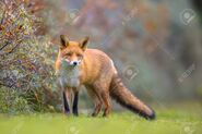 European Red Fox