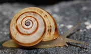 Garden snail.jpg