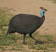 HelmetedGuineafowl