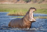 Hippopotamus amphibius capensis