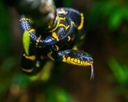 Mangrove Snake