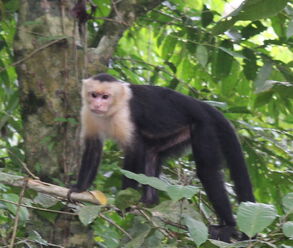 Monkey.jpg