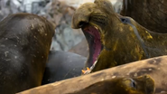 Southern Elephant Seal