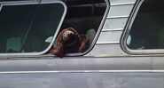 Rowlf rides the bus while singing the goodbye song