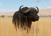 African Cape Buffalo