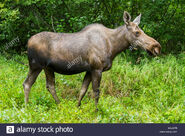 Alaskan Moose Cow