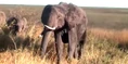 BCD Elephant.png (1.91 MB)
