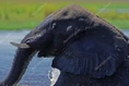 Depositphotos 83029954-stock-photo-african-elephant-swimming in the African River.jpg (106 KB)