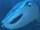 Destiny (Finding Dory)