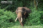 Elephant, Indian.jpg