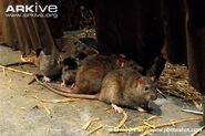 Brown Rats as Cabot's Cargo