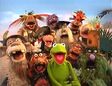 Kermit, two native pigs and the other Muppet pirates sing Let the Good Shine Out