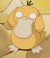 Misty's Psyduck