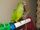 Peach-Fronted Parakeet