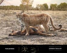 Puma pardoides.jpg