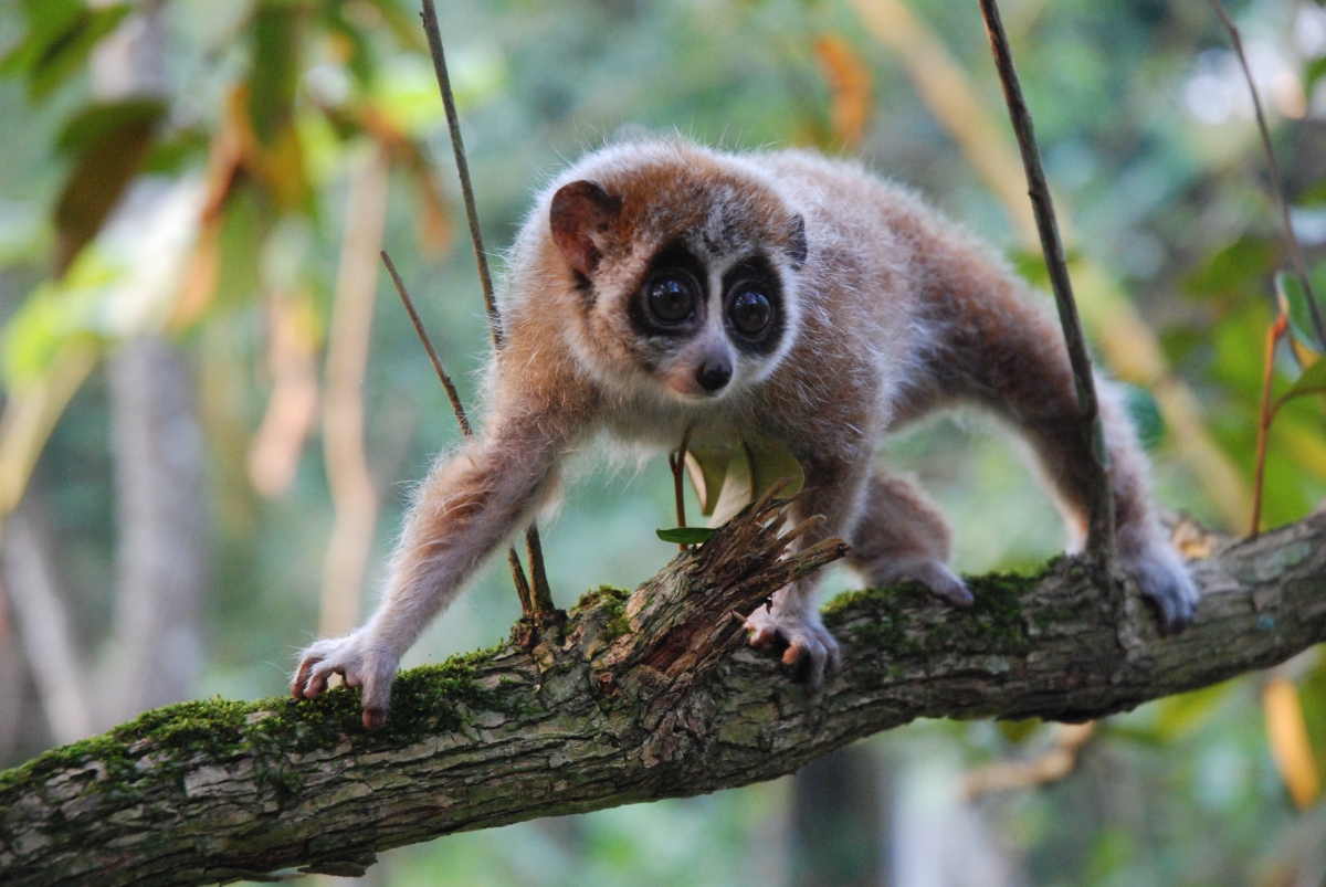 Pygmy Slow Loris.