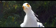 San Diego Zoo Secratary Bird