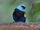 Blue-Necked Tanager
