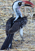 Tanzanian Red-billed Hornbill.jpg