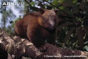 Tree Kangaroo, Doria's.jpg
