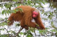 Bald-Headed Uakari as Marcio