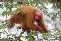 Uakari.jpg