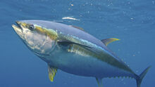 01 yellowfin-tuna-Pat-Ford-1145x645.jpg