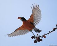 American Robin as Eudimorphodon