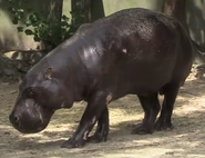Baton Rouge Zoo Hippo