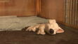 Bolt-disneyscreencaps.com-9