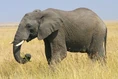 Elephant, African Bush (Animals).jpg (59 KB)