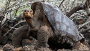 Galápagos Tortoise