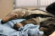 Giant Anteater Pup