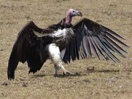 Lappet-Faced Vulture