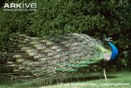 Male-Indian-peafowl-calling