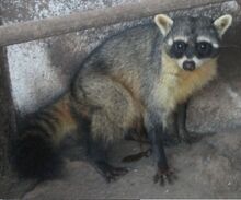 Mano pelada (Procyon cancrivorus nigripes).jpg