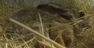 Serengeti African Savanna Hare