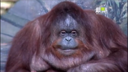 UTAUC Orangutan