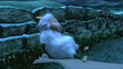 Wiley the Sheep was fell asleep